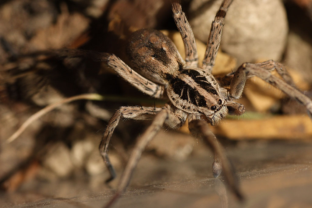 lycosa