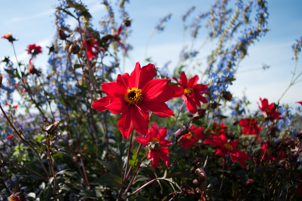 Fiori e colori