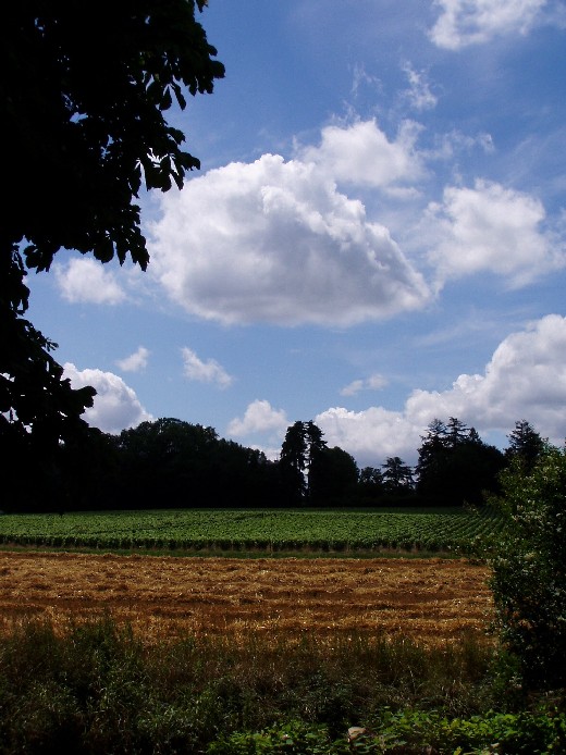 Campo di grano e Nuvola