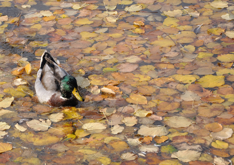 Acqua d'autunno