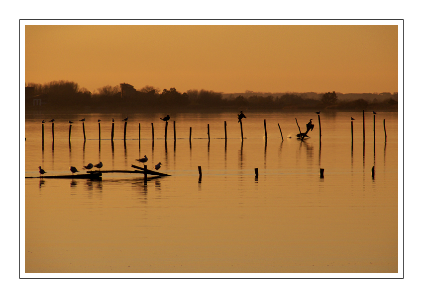 Massaciuccoli #4