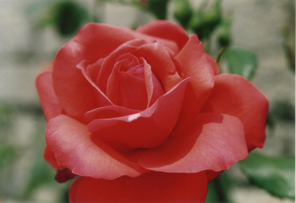 fiore