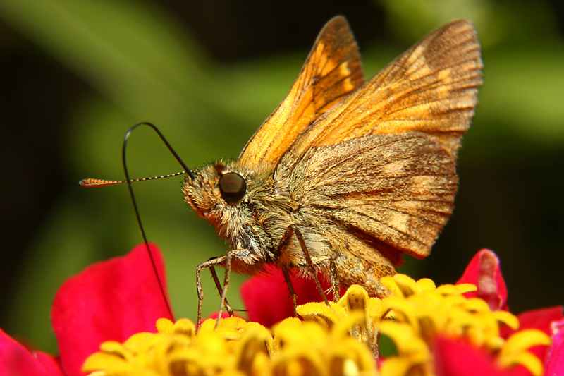 Farfallina