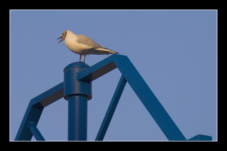Seagull #4