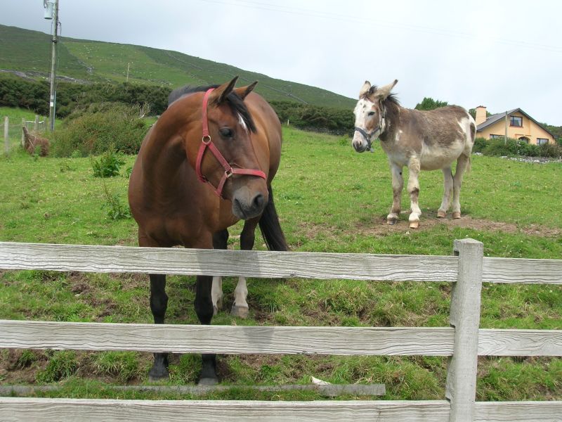 cavallo - irlanda