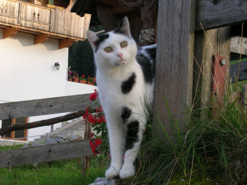 gatto - austria