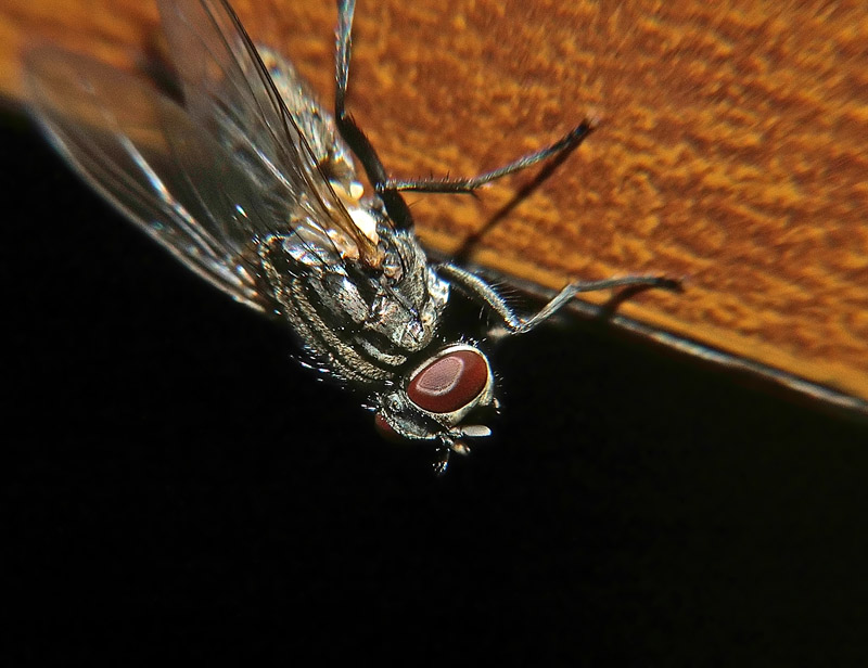 Macro con teleobiettivo modificato
