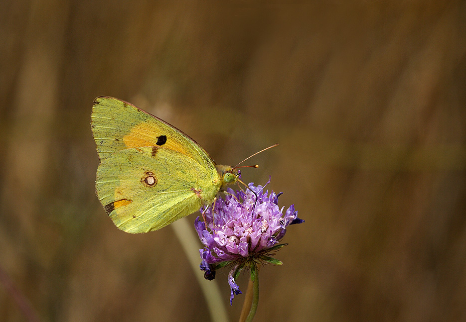 Colias alfacariensis