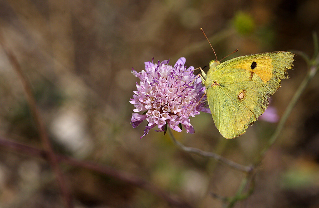 Colias alfacariensis1
