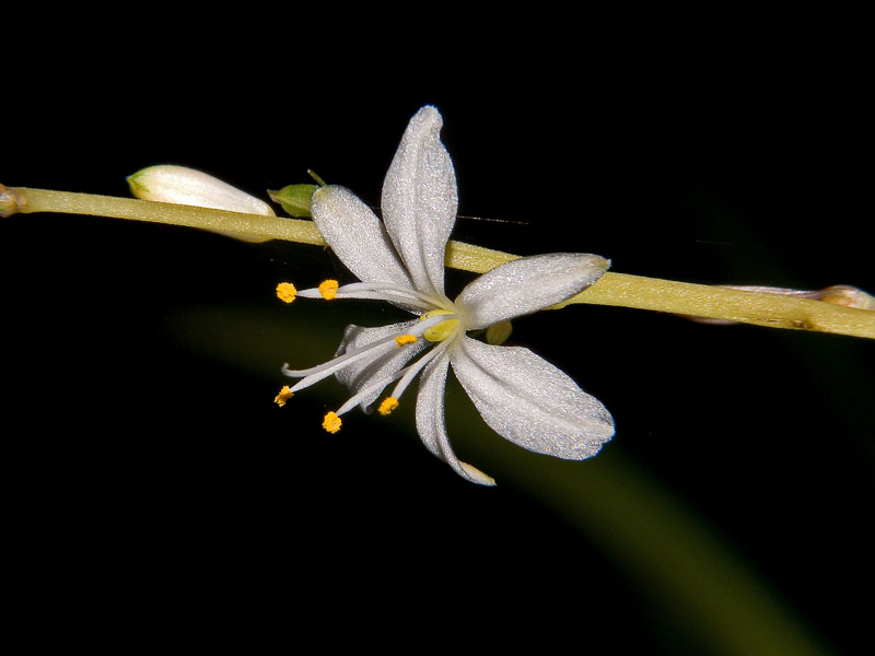 macro con lenti closeup