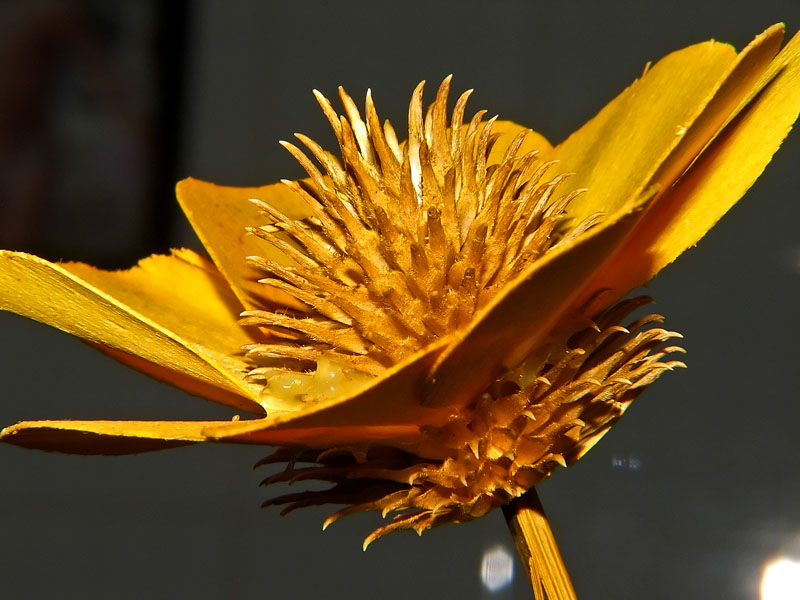 macro con lenti closeup