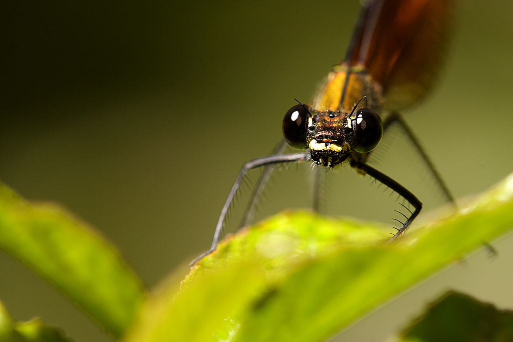 Primo piano libellula