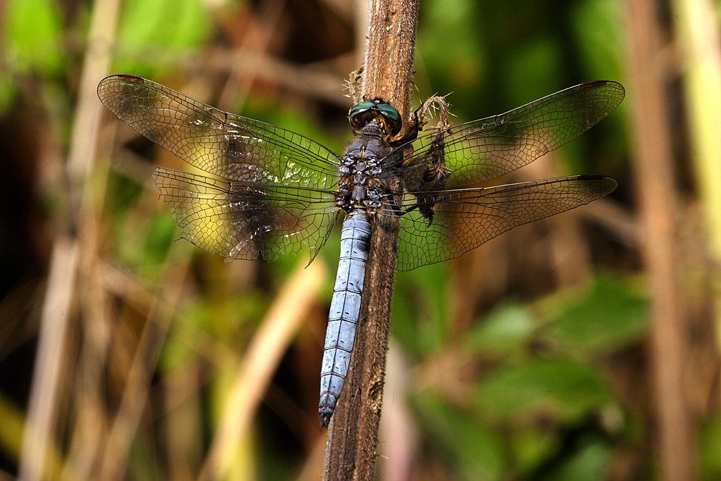 Orthetrum coerulescens4