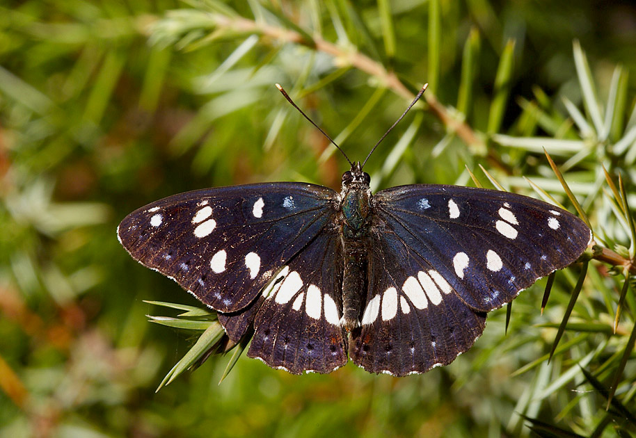 Limenitis reducta2