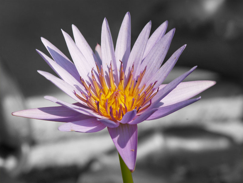 Fiore su bianco e nero