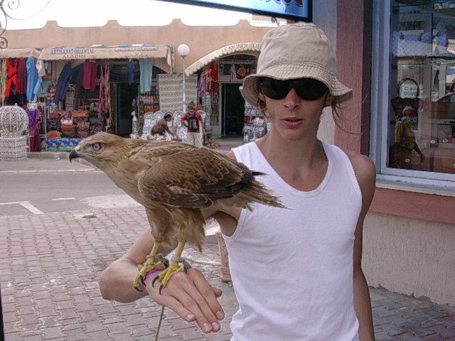 il falco
