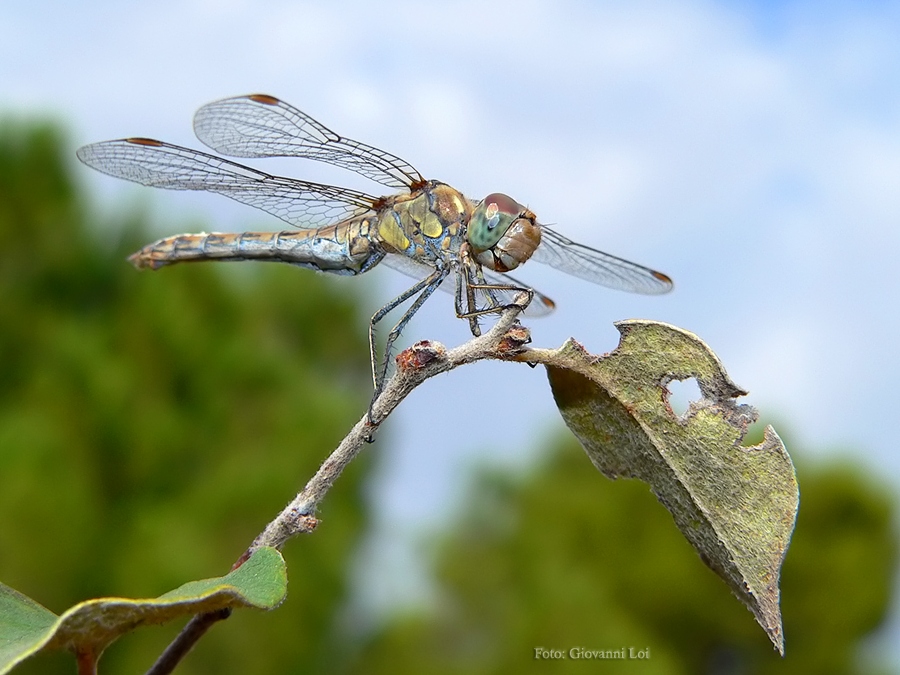 Libellula e foglia bucata