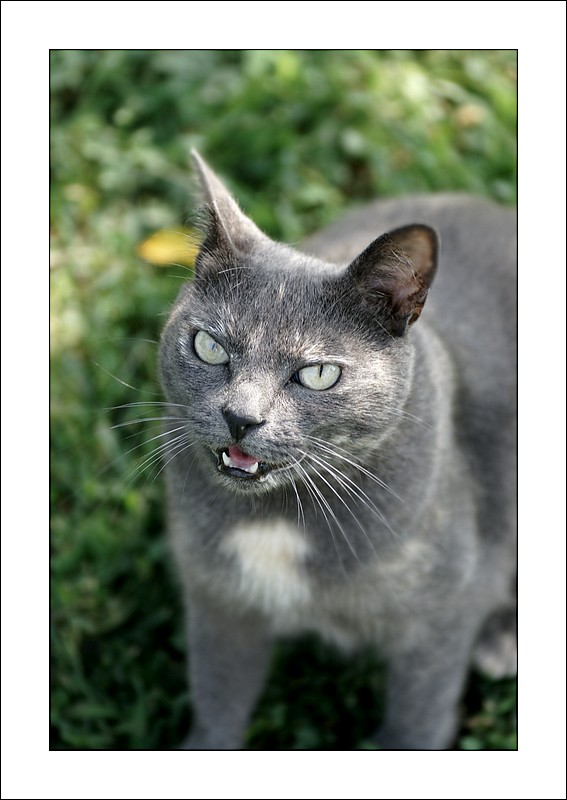 gattina affettuosa......
