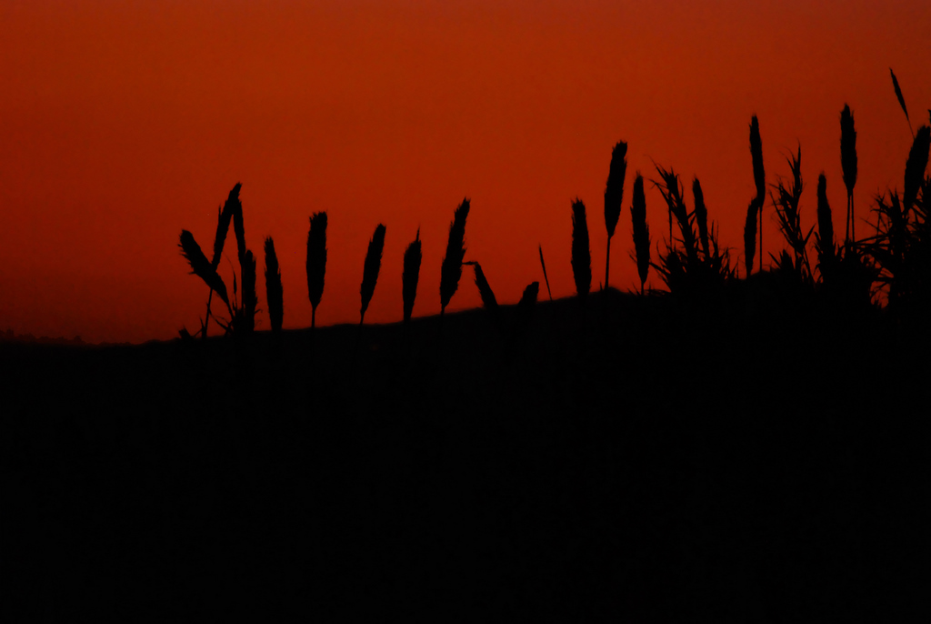 Tramonto bucolico