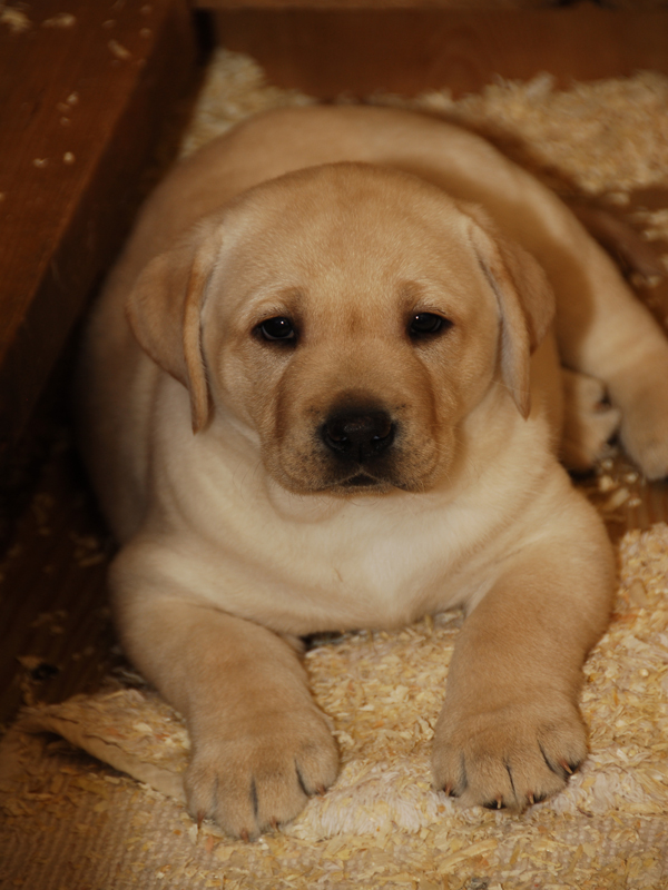 cucciolo