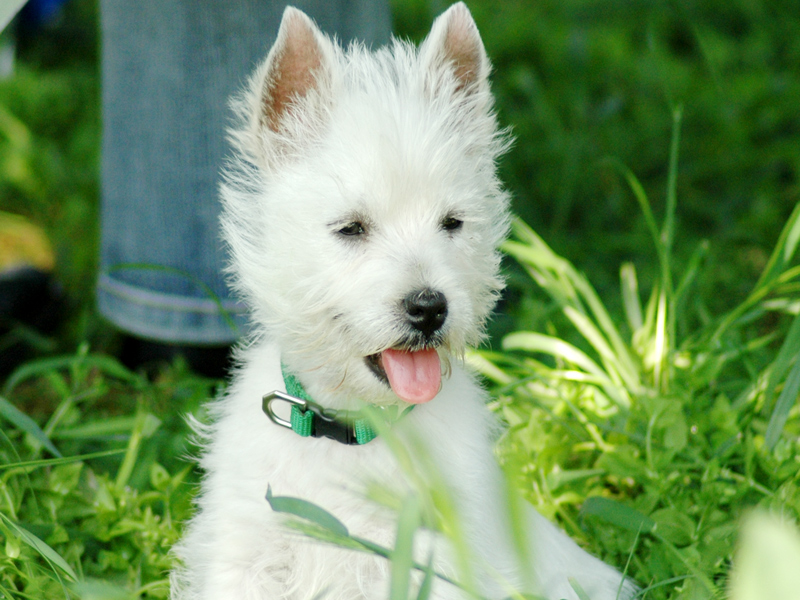 ruffi