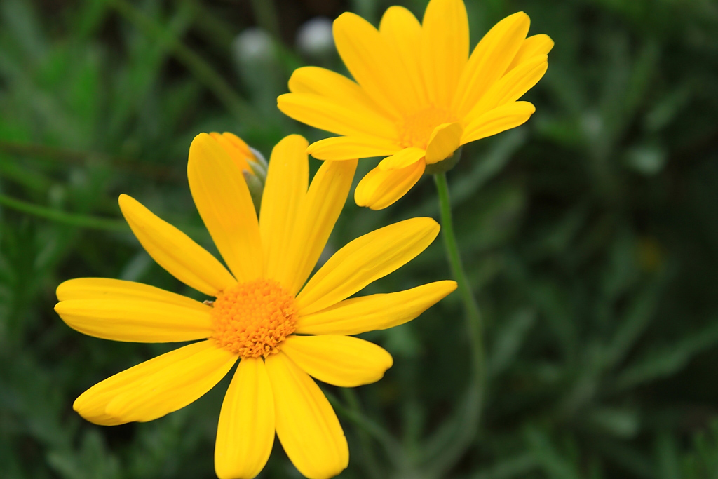 Fiori