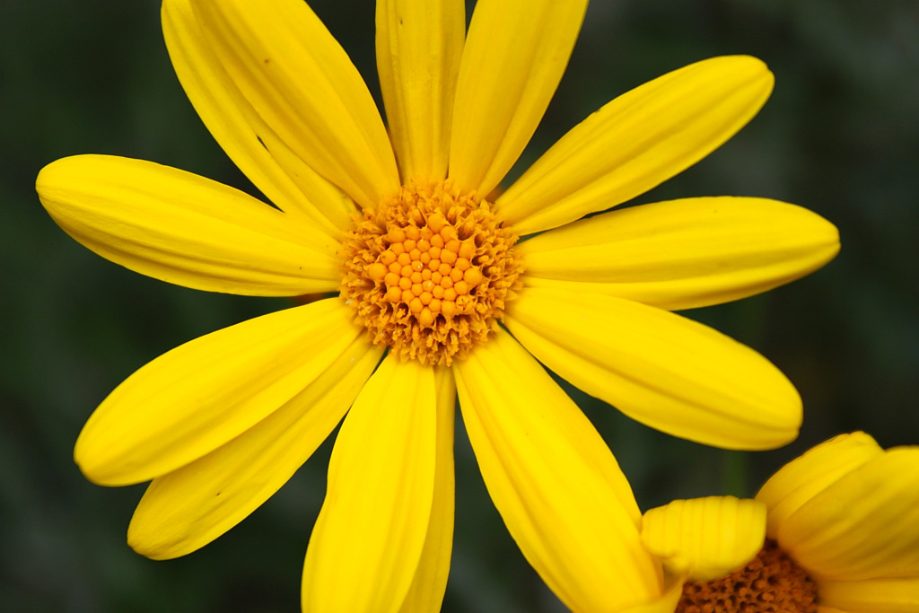 Giallo