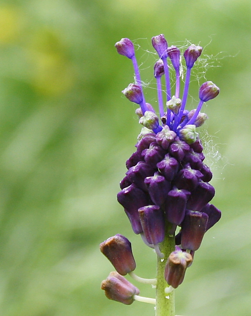 fiore di campo