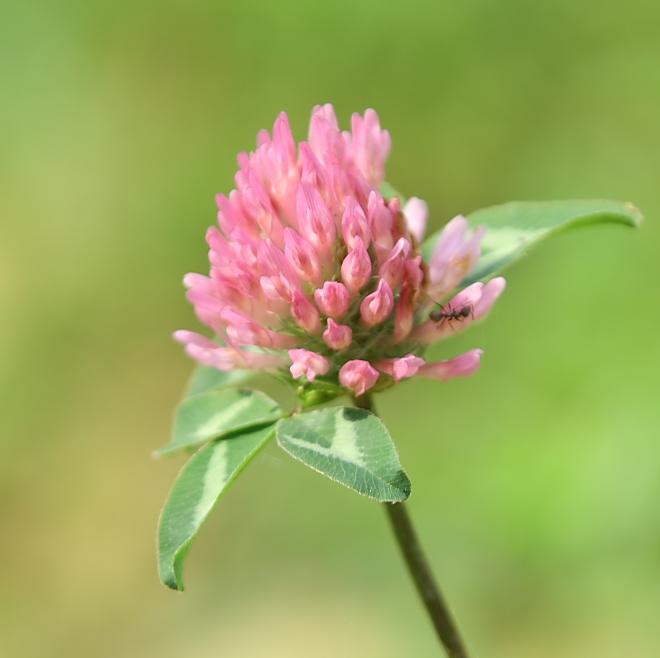 fiore campestre