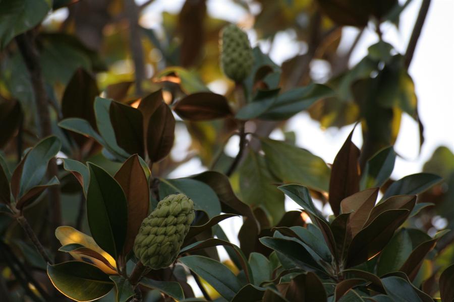 Magnolia