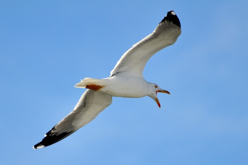 Gabbiano
