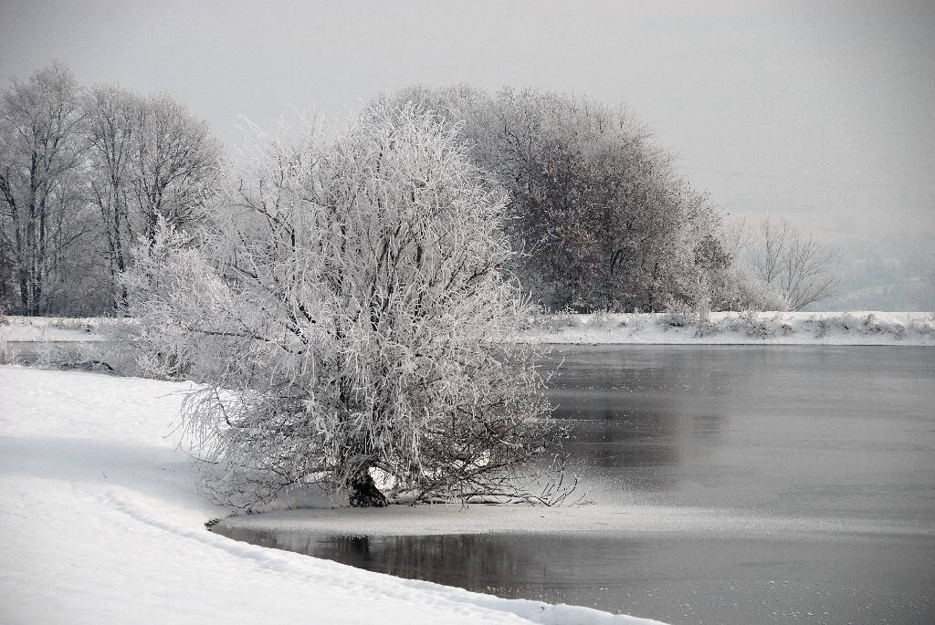Albero innevato