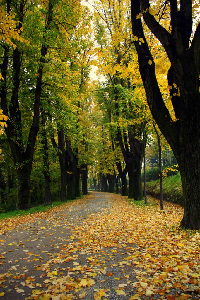 Viale alberato