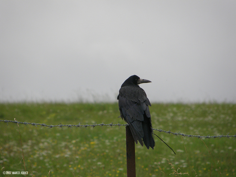 Craven