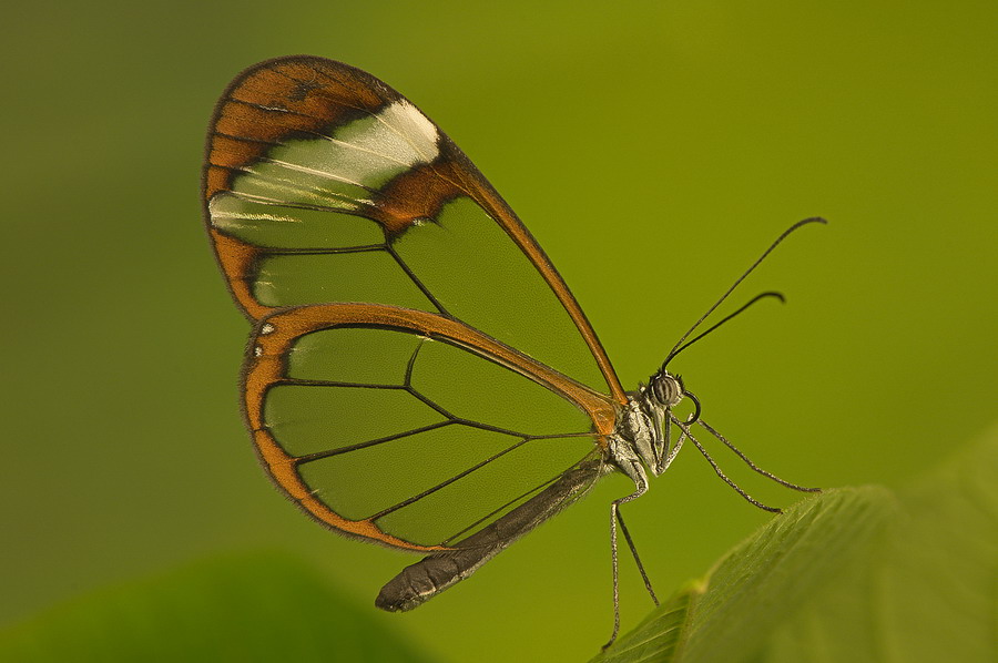 greta oto
