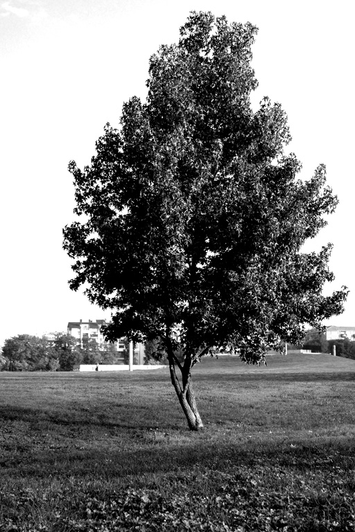 Cittadino solo