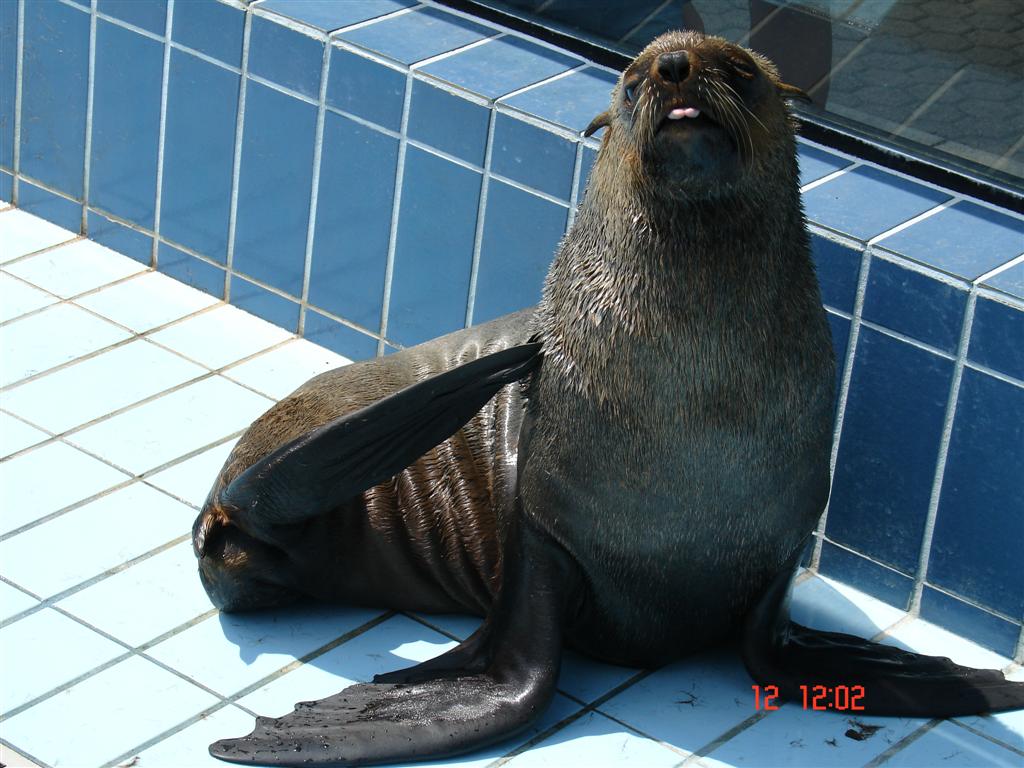 foca