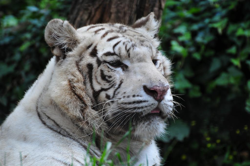 tigre bianca