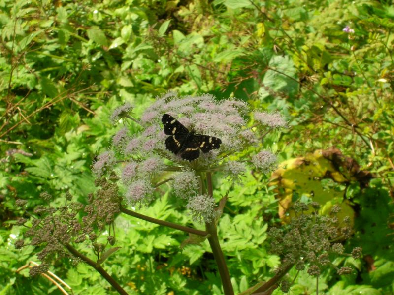 farfalla