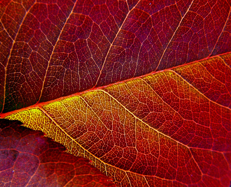 macro