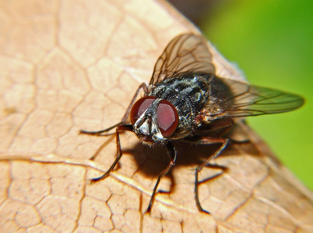 Macro mosca con lente autocostruita +12