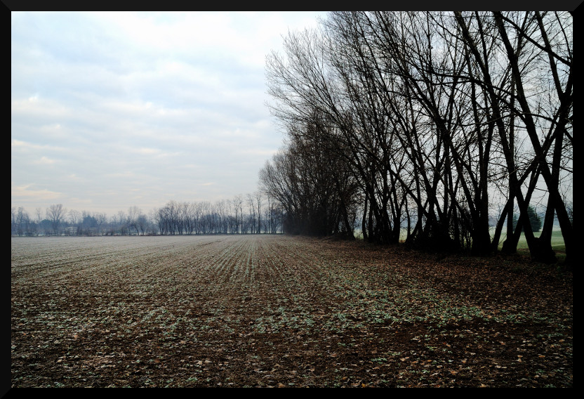 Bordo d'alberi
