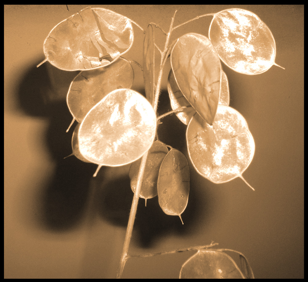 fiore strano