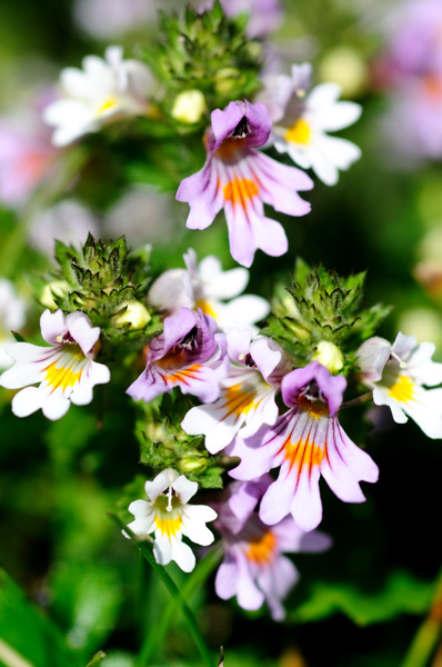 che fiore ?