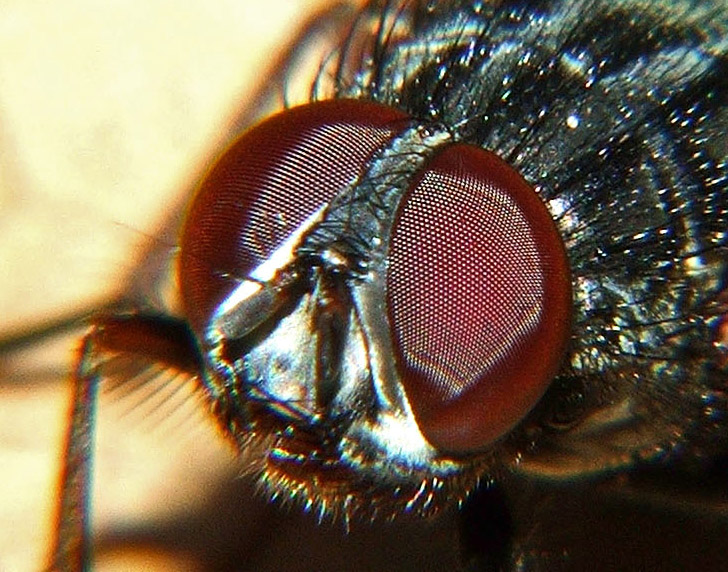 Crop