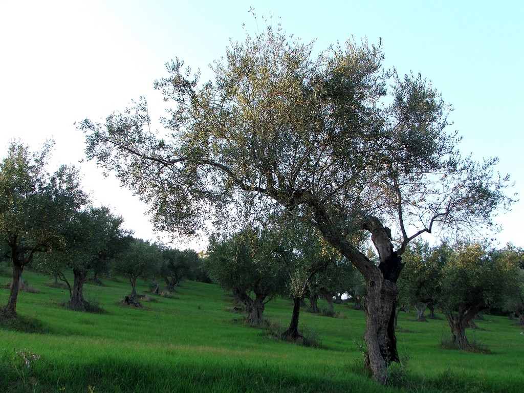 ulivi