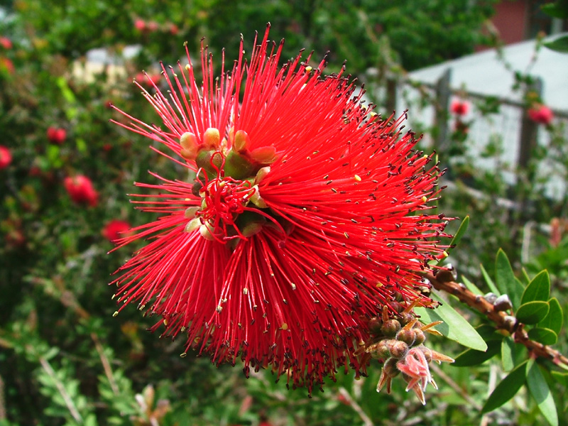 colori