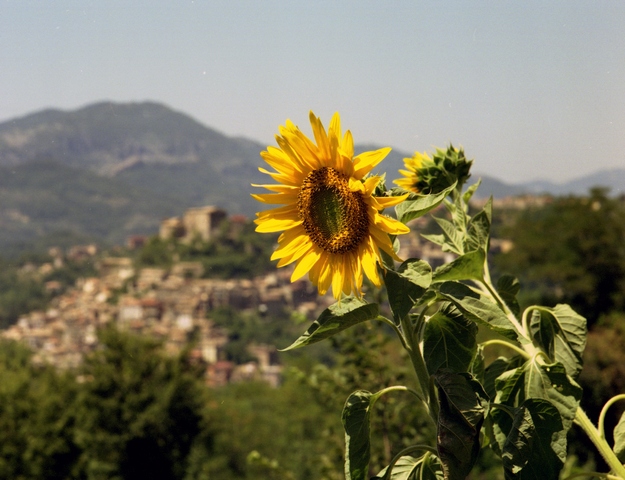 NER SOLE