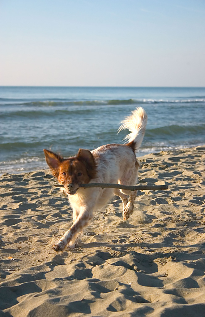 Stella al mare
