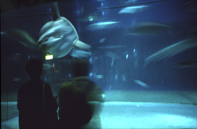 acquario